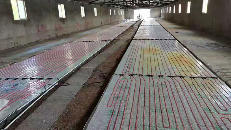豬場電(diàn)地暖效果.jpg